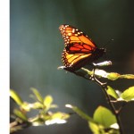 butterfly