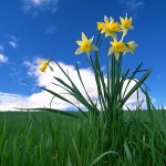 daffodilssm
