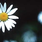 daisysmall