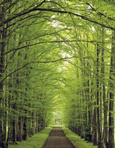 Tree Lined Rural Road --- Image by © Royalty-Free/Corbis