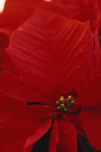 Close-up of Red Flower