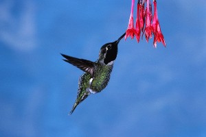 Hummingbird in Flight Feeding on Flower