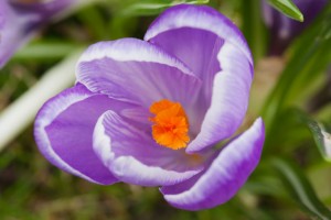 Cancer - Crocus