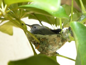 bird-in-nest