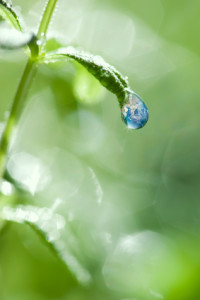 Leaf-drop