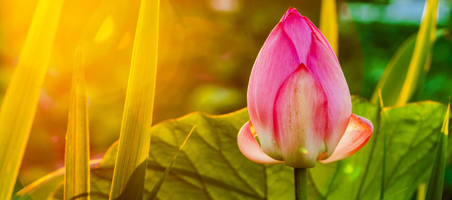 lotus-3554203_1920-crop