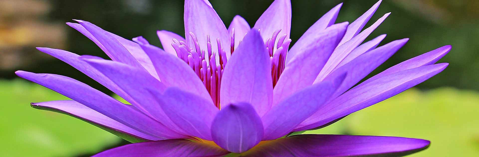 water-lily-1585178_1920-crop