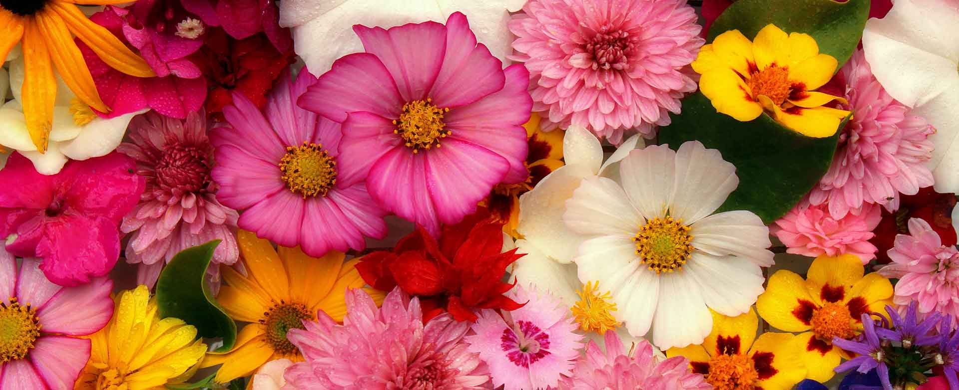 flowers-3644676@1920x782