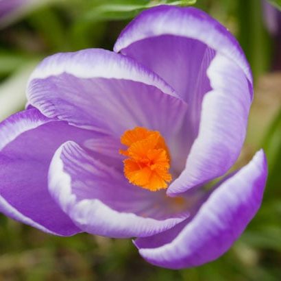 crocus-detail crocus-detail