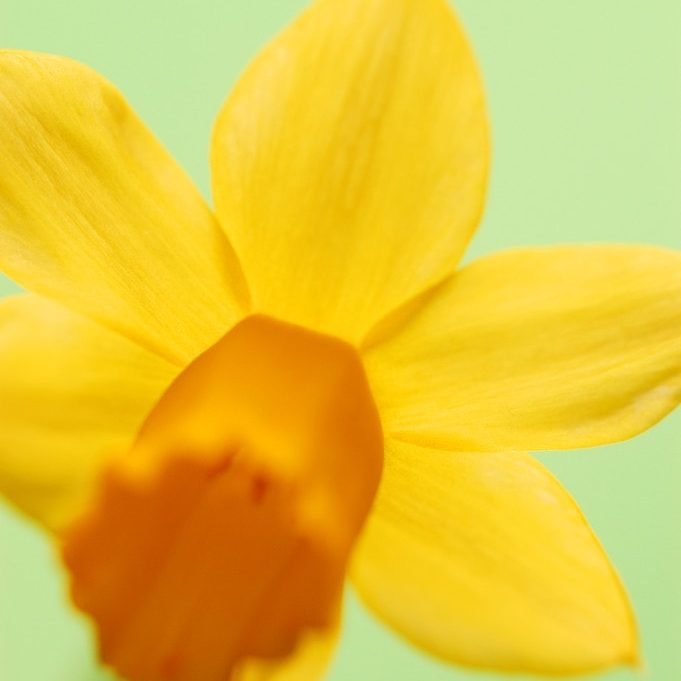 Yellow daffodil Yellow daffodil --- Image by © Royalty-Free/Corbis