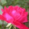 rose-2101621_1920 rose-2101621_1920